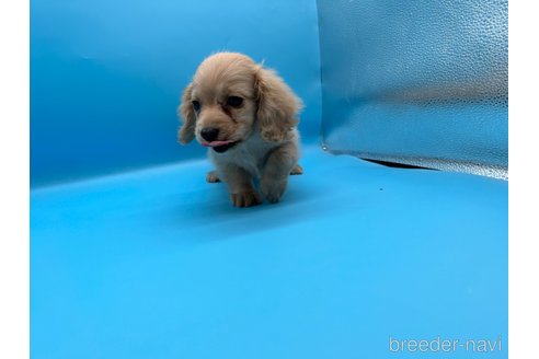 成約済の東京都のミニチュアダックスフンド(ロングヘアード)-261833の12枚目