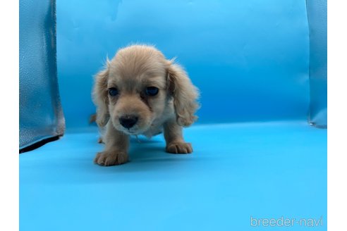 成約済の東京都のミニチュアダックスフンド(ロングヘアード)-261833の13枚目