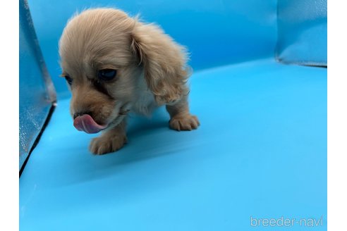 成約済の東京都のミニチュアダックスフンド(ロングヘアード)-261833の14枚目