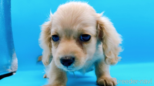 成約済の東京都のミニチュアダックスフンド(ロングヘアード)-261833の7枚目