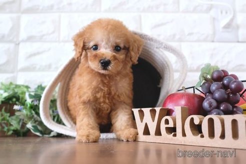 成約済の滋賀県のトイプードル-258531の1枚目