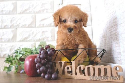 成約済の滋賀県のトイプードル-258531の4枚目