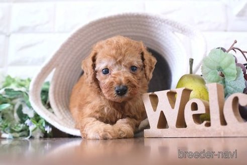 成約済の滋賀県のトイプードル-258531の3枚目