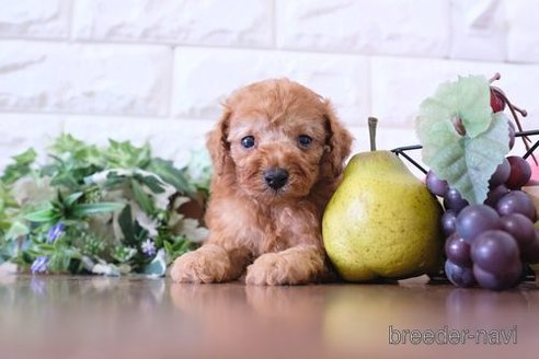 成約済の滋賀県のトイプードル-258531の2枚目