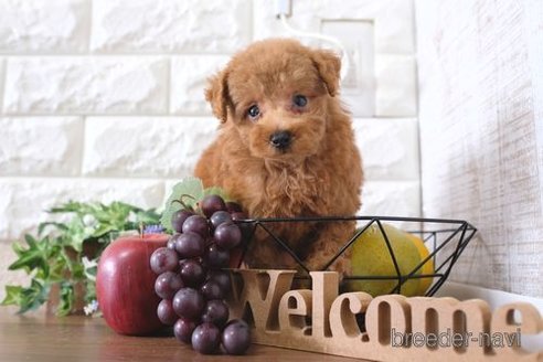 成約済の滋賀県のトイプードル-258543の1枚目