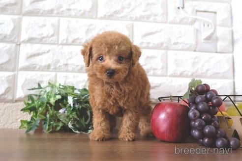 成約済の滋賀県のトイプードル-258543の4枚目