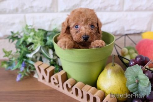 成約済の滋賀県のトイプードル-258543の3枚目