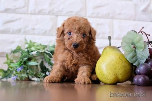 成約済の滋賀県のトイプードル-258543の2枚目