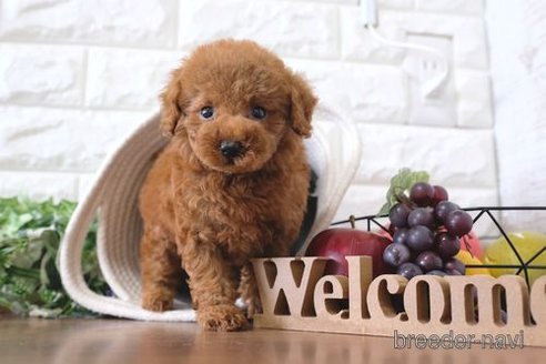 成約済の滋賀県のトイプードル-258544の1枚目