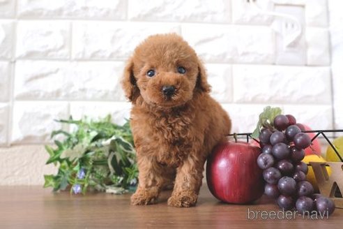 成約済の滋賀県のトイプードル-258544の4枚目