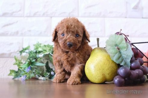 成約済の滋賀県のトイプードル-258544の3枚目