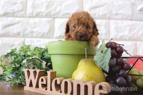 成約済の滋賀県のトイプードル-258544の2枚目