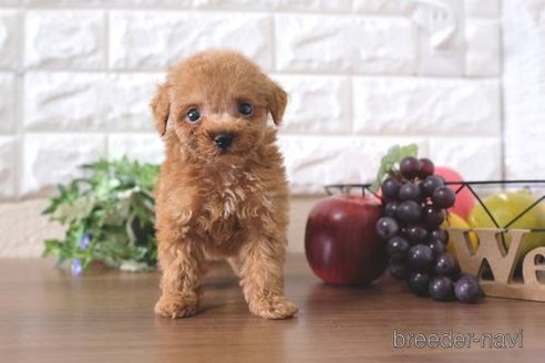 成約済の滋賀県のトイプードル-258540の1枚目