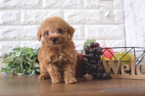 成約済の滋賀県のトイプードル-258540の4枚目