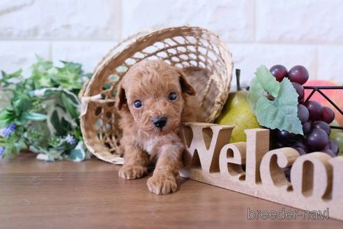 成約済の滋賀県のトイプードル-258540の3枚目