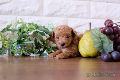 成約済の滋賀県のトイプードル-258540の2枚目