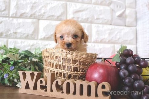 成約済の滋賀県のトイプードル-258545の1枚目