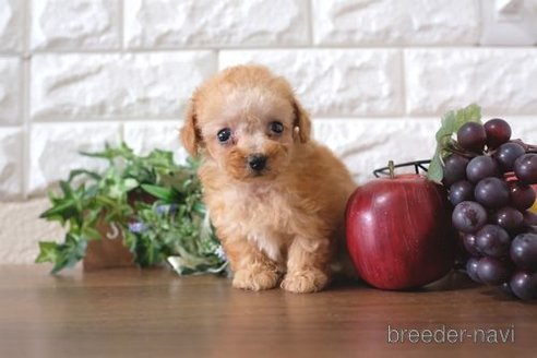 成約済の滋賀県のトイプードル-258545の4枚目