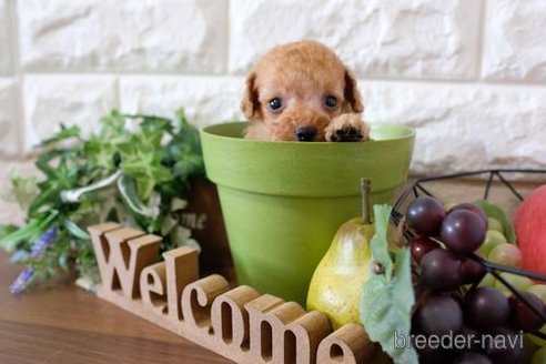 成約済の滋賀県のトイプードル-258545の3枚目