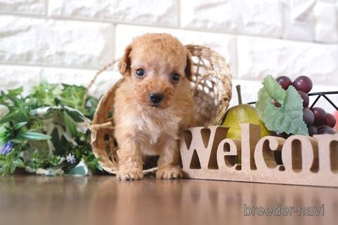 成約済の滋賀県のトイプードル-258545の2枚目