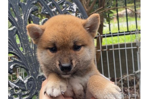 成約済の岡山県の柴犬-261848の1枚目