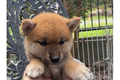 成約済の岡山県の柴犬-261848の3枚目