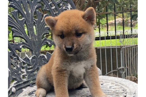 成約済の岡山県の柴犬-261848の2枚目