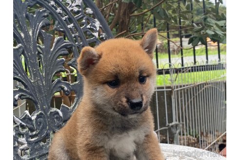 成約済の岡山県の柴犬-261848の4枚目