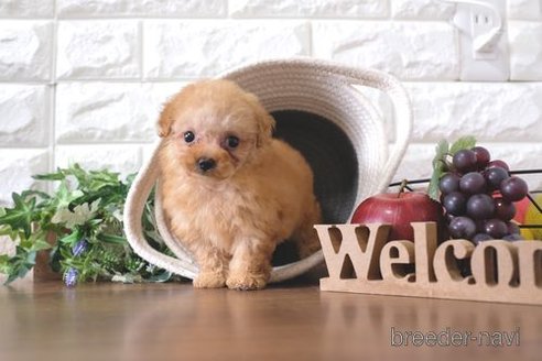 成約済の滋賀県のトイプードル-258547の1枚目