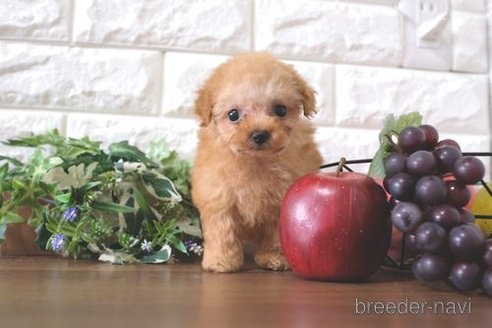 成約済の滋賀県のトイプードル-258547の4枚目