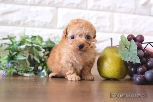 成約済の滋賀県のトイプードル-258547の3枚目