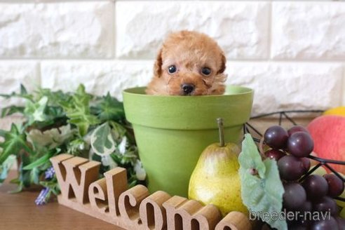 成約済の滋賀県のトイプードル-258547の2枚目