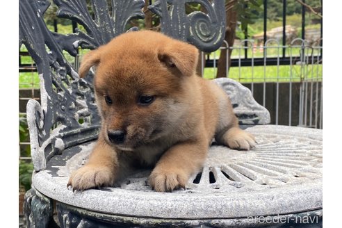 成約済の岡山県の柴犬-261850の4枚目