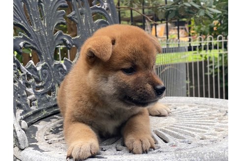 成約済の岡山県の柴犬-261850の5枚目