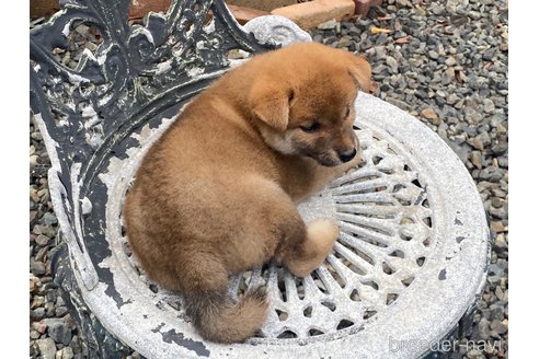 成約済の岡山県の柴犬-261850の2枚目