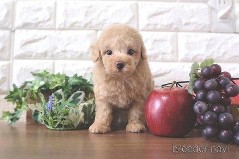 成約済の滋賀県のトイプードル-258549の1枚目