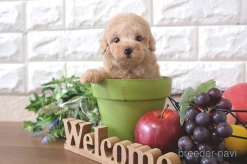 成約済の滋賀県のトイプードル-258549の4枚目