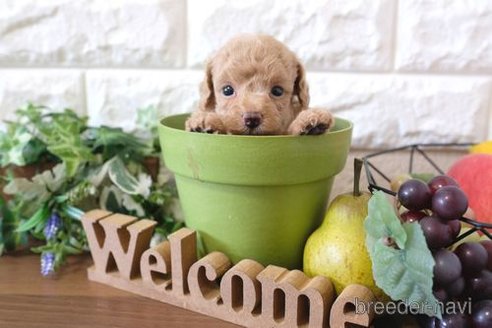 成約済の滋賀県のトイプードル-258549の3枚目