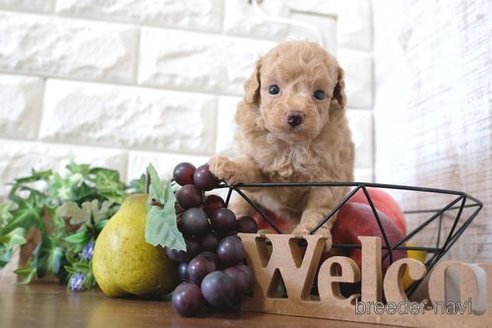 成約済の滋賀県のトイプードル-258549の2枚目