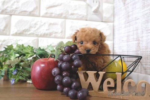 成約済の滋賀県のトイプードル-258585の1枚目