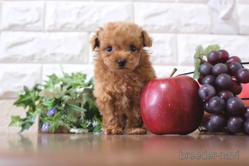 成約済の滋賀県のトイプードル-258585の4枚目
