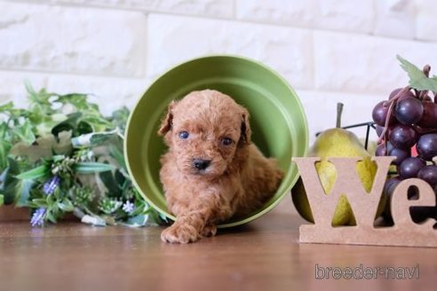 成約済の滋賀県のトイプードル-258585の3枚目