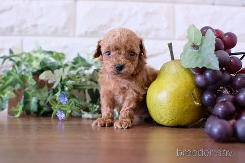 成約済の滋賀県のトイプードル-258585の2枚目