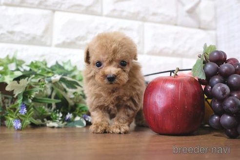 成約済の滋賀県のトイプードル-258588の1枚目