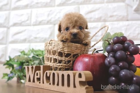 成約済の滋賀県のトイプードル-258588の4枚目