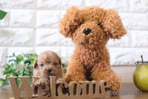 成約済の滋賀県のトイプードル-258588の3枚目