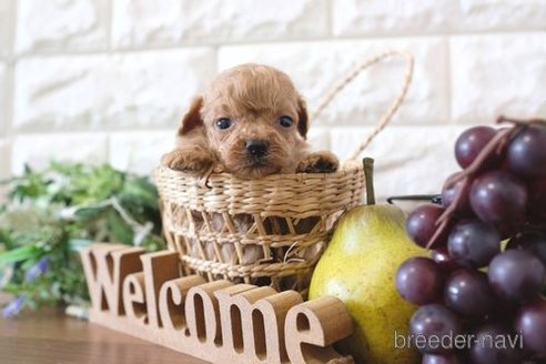 成約済の滋賀県のトイプードル-258588の2枚目