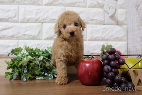 成約済の滋賀県のトイプードル-258590