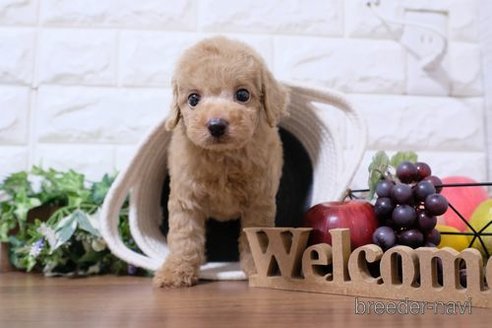 成約済の滋賀県のトイプードル-258590の4枚目