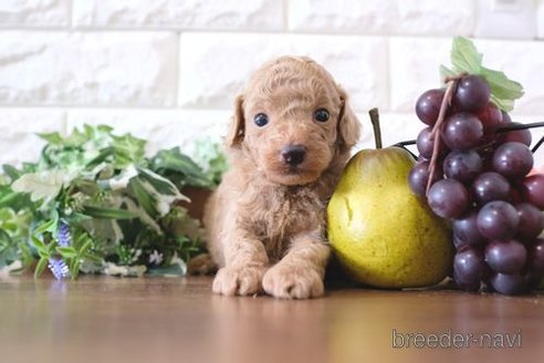 成約済の滋賀県のトイプードル-258590の3枚目